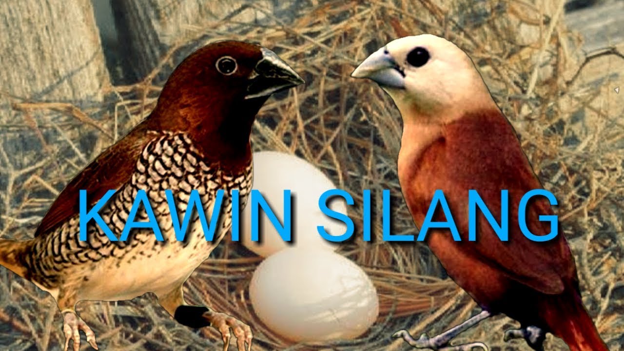 Berikut adalah artikel tentang umpan burung emprit yang saya buat dengan kata-kata unik dan berbeda dari hasil pencarian di Google: