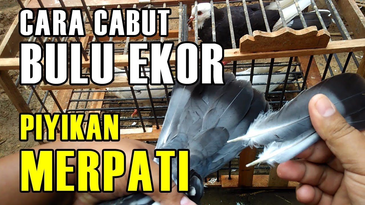 Manfaat Mencabut Bulu Ekor Burung: Meningkatkan Performa dan Keseimbangan