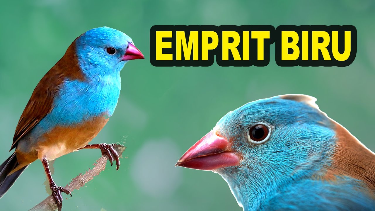 Burung Emprit Warna Biru: Keindahan yang Langka di Alam