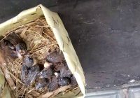 Makanan Burung Emprit Bayi: Panduan Lengkap untuk Merawat Anak Burung Emprit yang Sehat