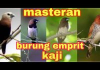 Burung Emprit Kaji Muda: Pembahasan Lengkap tentang Burung Emprit yang Sedang Berkembang