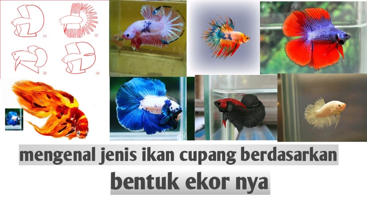 Berapa Lama Ekor Ikan Cupang Tumbuh? Berikut Penjelasannya