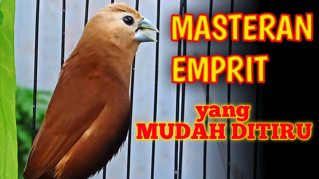 Burung Emprit Kaji Suara Kenari: Tips dan Trik untuk Meningkatkan Kualitas Suara