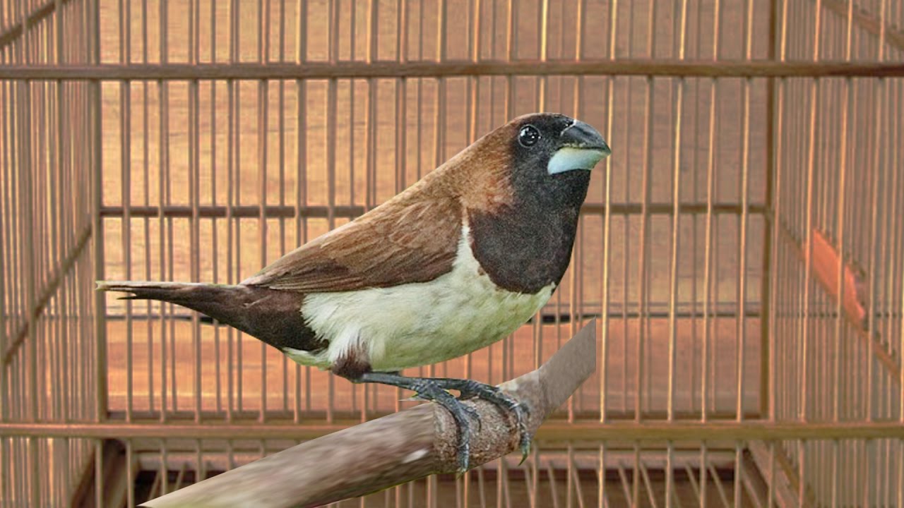 Keistimewaan Burung Emprit Kaji: Mengenal Lebih Dekat dengan Salah Satu Burung Kicau Paling Populer