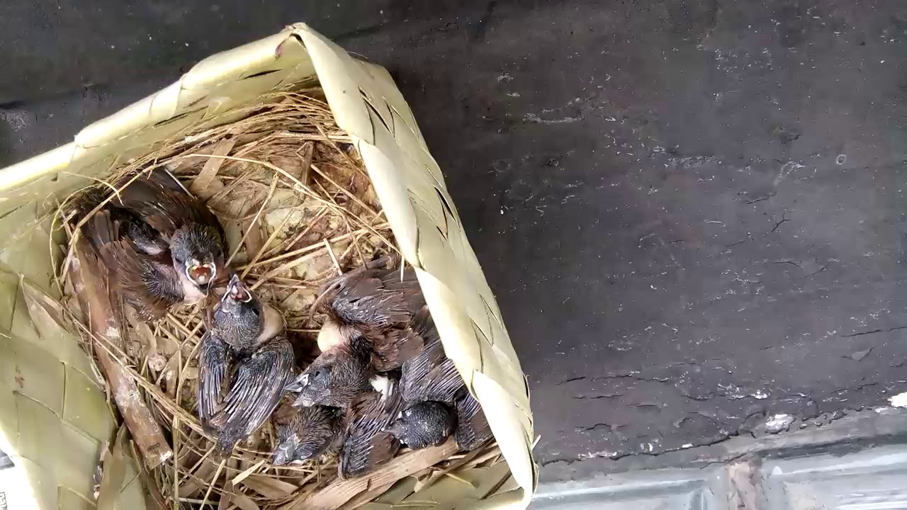 Makanan Anak Burung Emprit Kaji: Pencegahan Kematian dan Pertumbuhan yang Sehat