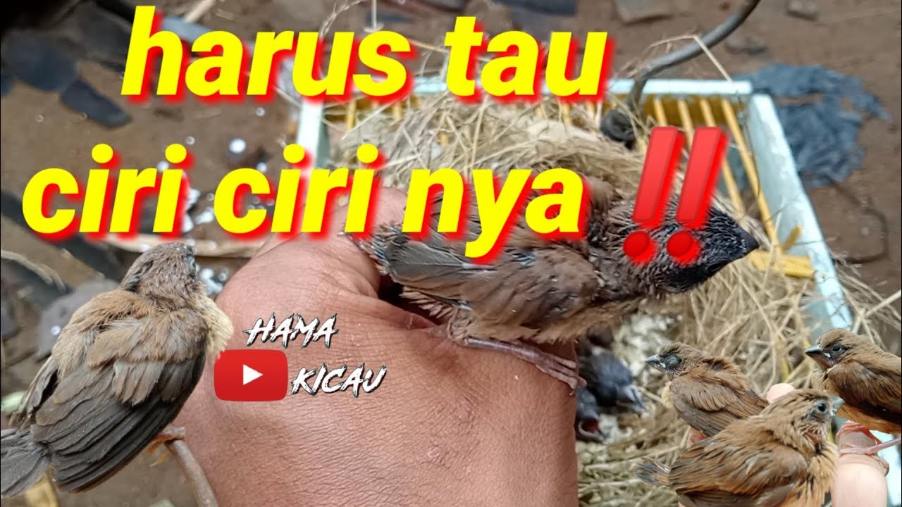 Gambar Anakan Burung Emprit Kaji: Mengenal Lebih Dekat Spesies Burung Kecil yang Menggemaskan