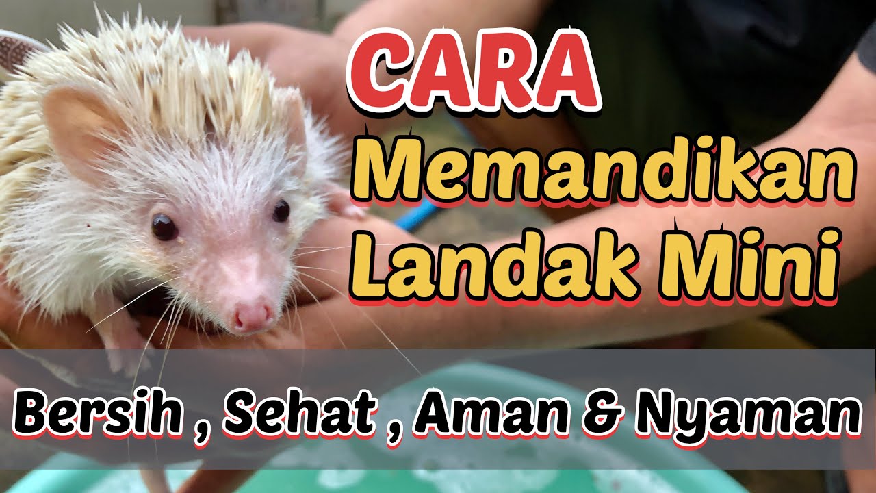 Cara Memandikan Landak Mini dengan Benar dan Aman