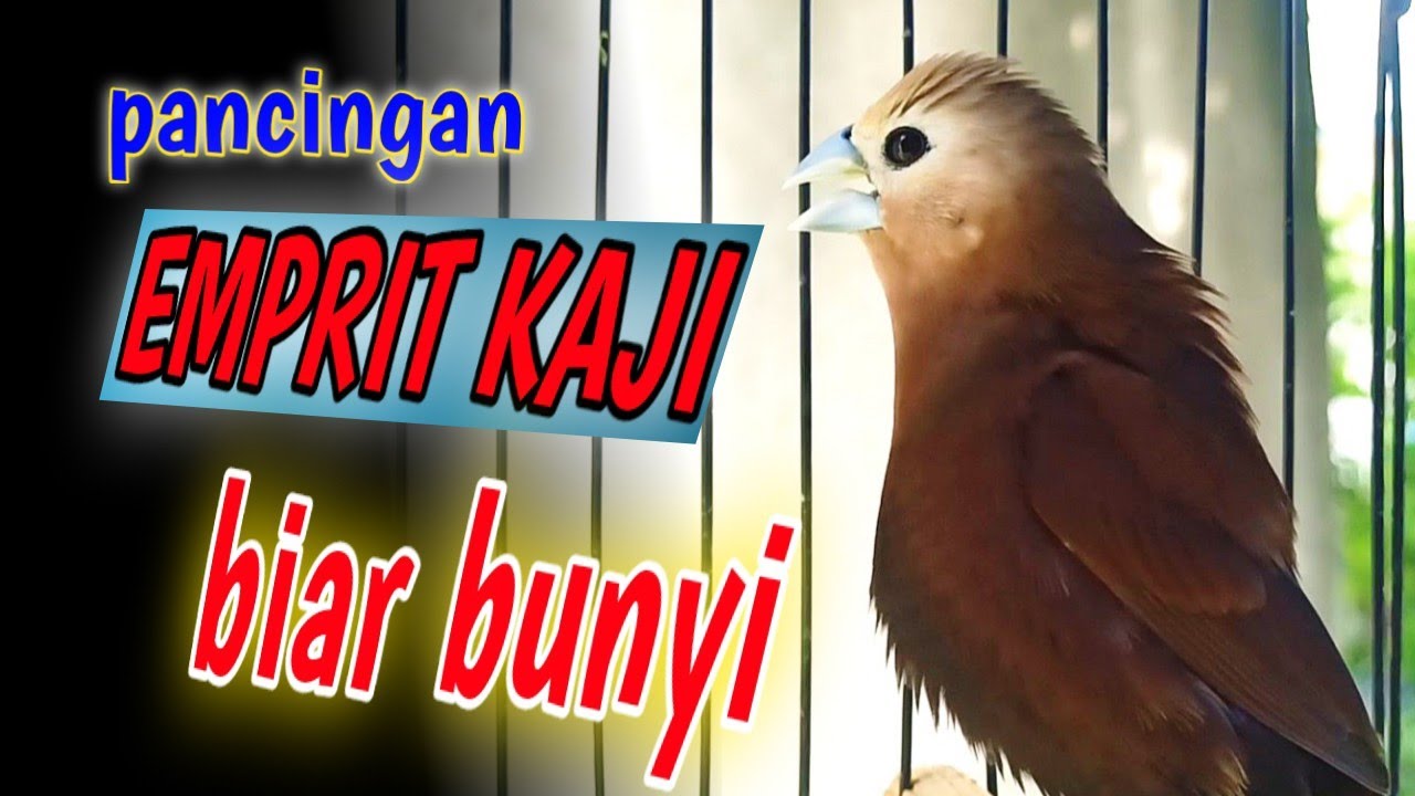 Pakan Burung Emprit Kaji untuk Meningkatkan Kualitas Suara Gacor
