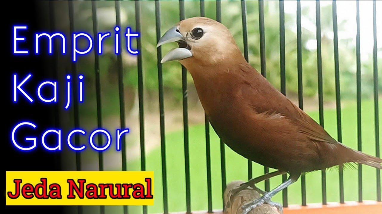 Suara Burung Emprit Kaji Betina: Karakteristik dan Keunikannya