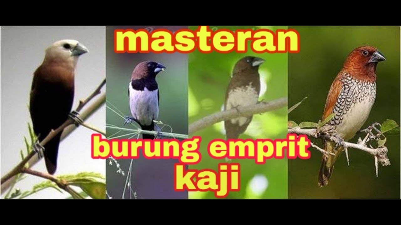 Makanan Burung Emprit Kaji Biar Gacor: Tips dan Informasi Lengkap