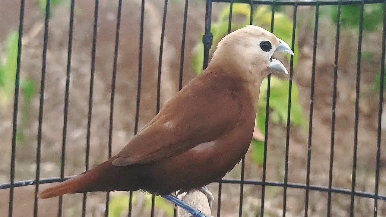 Bunyi Burung Emprit Kaji: Suara yang Unik dan Menarik