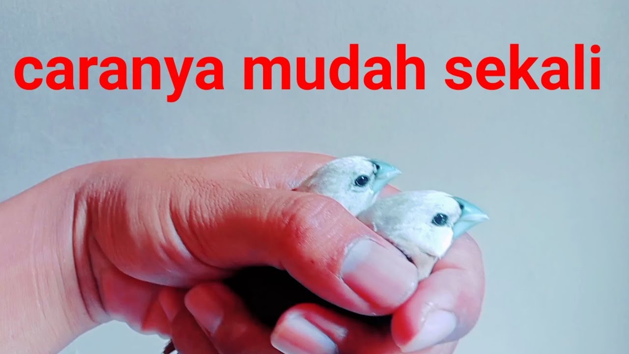 Berikut artikel tentang "Gambar Burung Emprit Kaji Jantan dan Betina":