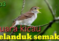 Ciri Pelanduk Semak Jantan dan Betina: Perbedaan dan Kesamaan