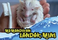 Memandikan Landak Mini: Tips dan Teknik yang Tepat