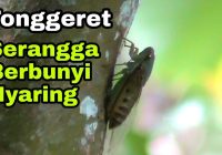 Cara Memelihara Tonggeret dengan Benar: Panduan Lengkap