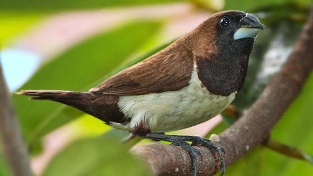 Famili Burung Emprit: Profil dan Fakta Menarik