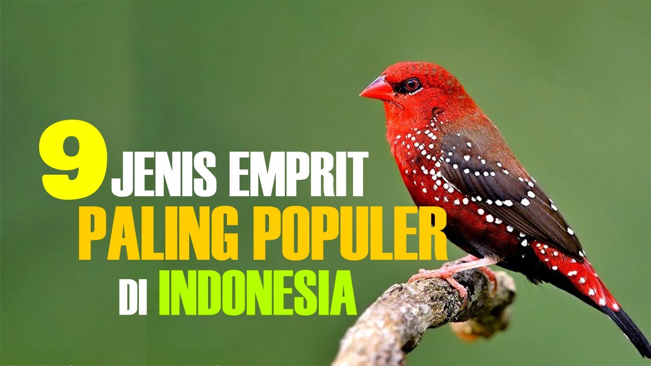Jenis Burung Emprit di Indonesia: Keindahan dan Keanekaragaman
