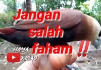 Ciri Burung Emprit Kaji Jantan Anakan: Panduan Lengkap