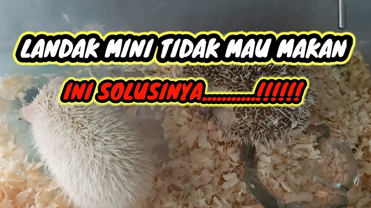 Cara Mengatasi Landak Mini yang Tidak Mau Makan: Tips dan Solusi Praktis
