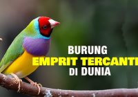 Burung Emprit Australia: Keunikan dan Fakta Menarik