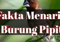 Burung Emprit dalam Bahasa Inggris: Fakta dan Informasi Menarik