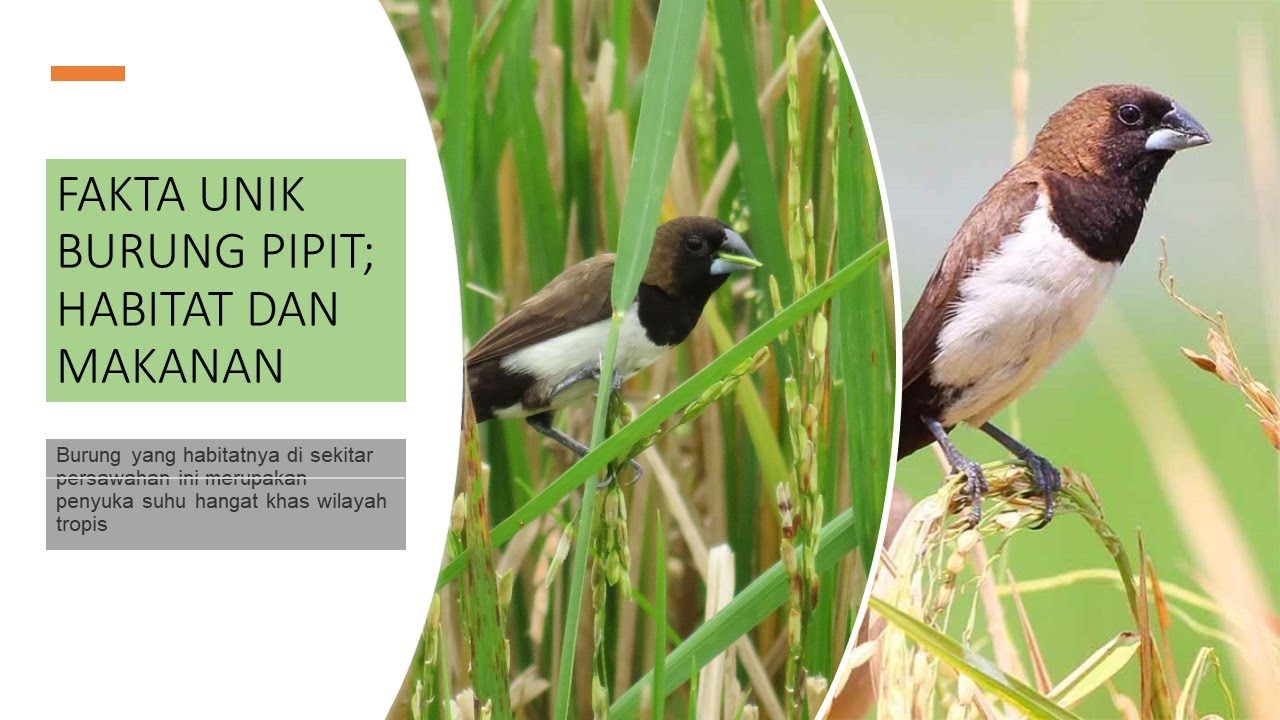 Fakta Burung Emprit: Spesies yang Unik dan Menarik