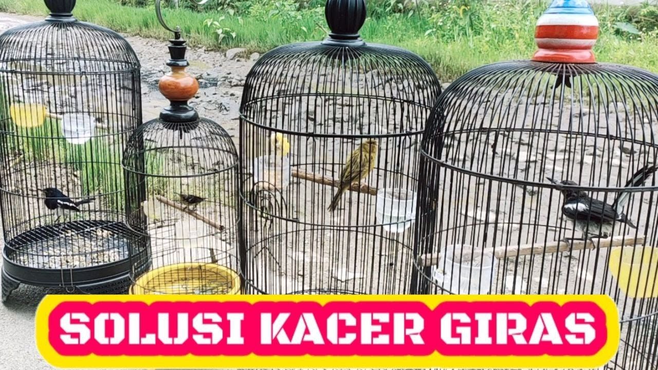 Cara Agar Kacer Nagen di Tangkringan: Tips dan Trik untuk Meningkatkan Performa Burung Kacer