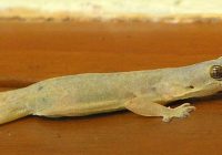 Apakah Cicak Memiliki Sisik? Mengungkap Fakta dan Mitos