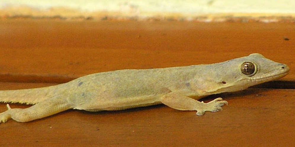 Apakah Cicak Memiliki Sisik? Mengungkap Fakta dan Mitos