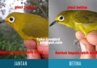 Perbedaan Peking Kaji Jantan dan Betina: Pengenalan dan Perbedaan yang Menarik