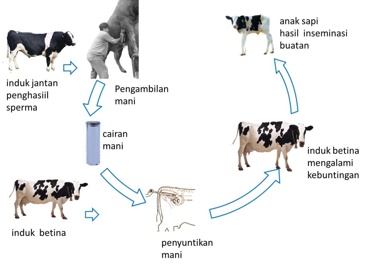 Contoh Hewan yang Mengalami Pertumbuhan Embrio di Luar Induk