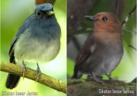 Mengenal Burung Sikatan Jantan: Karakteristik, Habitat, dan Perilaku