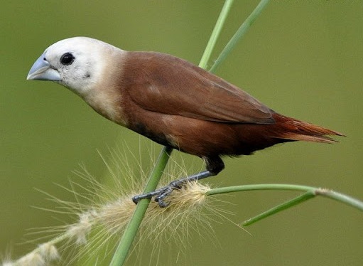 Suara Asli Burung Emprit Kaji: Mengenal Lebih Dekat ke Elegan dan Ritme Murni