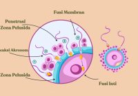Contoh Hewan Fertilisasi Internal: Proses Reproduksi yang Unik