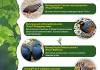 Jenis Burung Puyuh yang Banyak Dibudidayakan di Indonesia