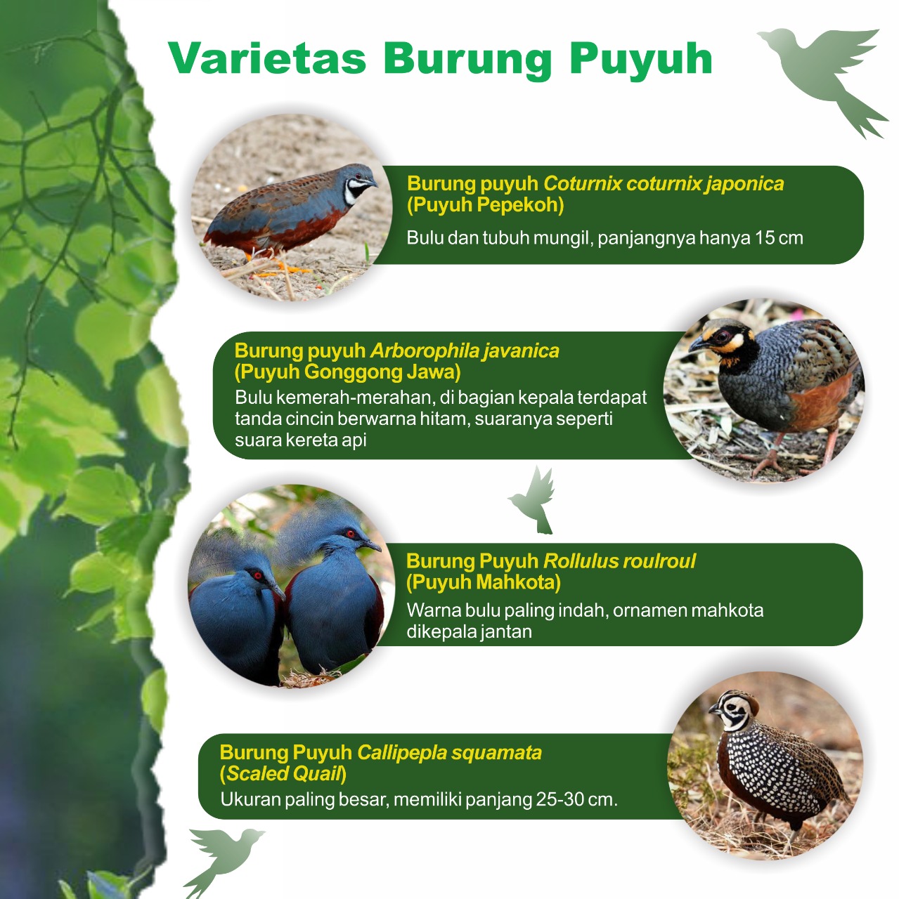 Jenis Burung Puyuh Pedaging: Informasi Lengkap dan Fakta Menarik