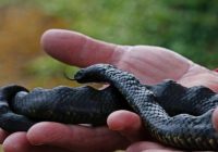 Apakah Ular Memiliki Tulang Belakang?