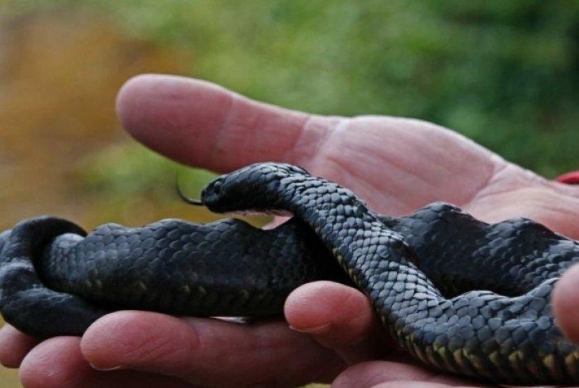 Apakah Ular Memiliki Tulang Belakang?