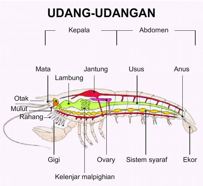 Apakah Udang Memiliki Tulang Belakang?