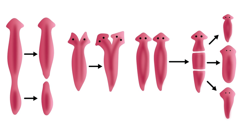 Cacing Pipih: Proses Berkembang Biak dengan Cara yang Unik