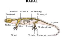Apakah Kadal Memiliki Tulang Belakang?