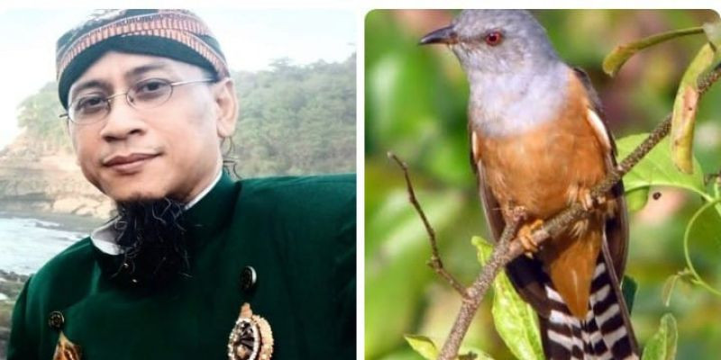 Burung Emprit Gantil Menurut Islam: Tafsir dan Hukum