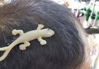 Apakah Cicak Memiliki Rambut?