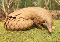 Trenggiling Berkembang Biak dengan Cara yang Unik: Menelisik Proses Reproduksi yang Menarik