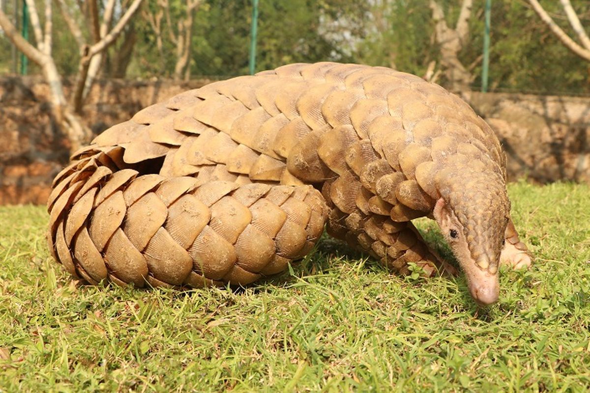 Trenggiling Berkembang Biak dengan Cara yang Unik: Menelisik Proses Reproduksi yang Menarik