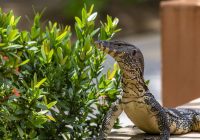 Biawak Berkembang Biak dengan Cara: Proses Reproduksi yang Unik