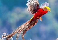 Burung Emprit Ekor Panjang: Keindahan Alam yang Tak Terkalahkan