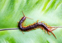 Apakah Kelabang Bisa Hidup di Air?