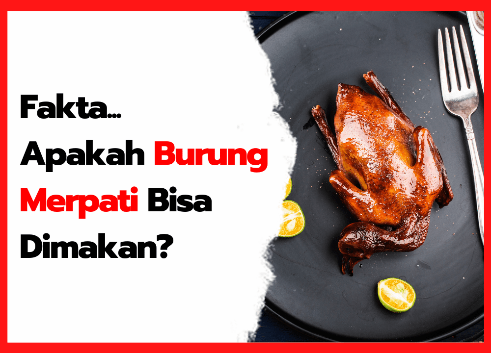 Burung Emprit: Apakah Bisa Dimakan?