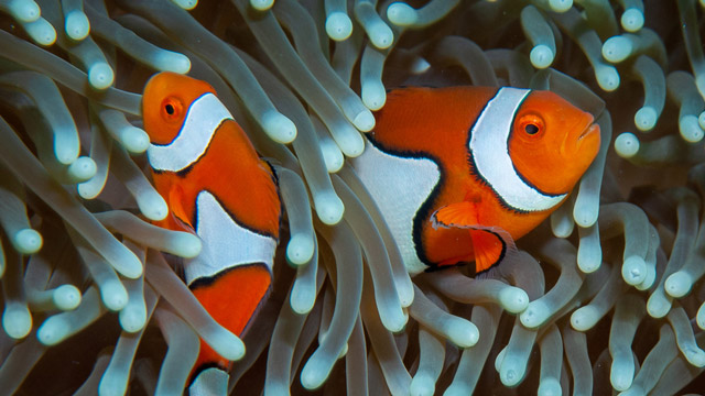 Hal-Hal Berikut Ini Tidak Terjadi pada Hewan Hermafrodit